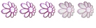 Myosotis