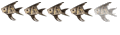 CARPE