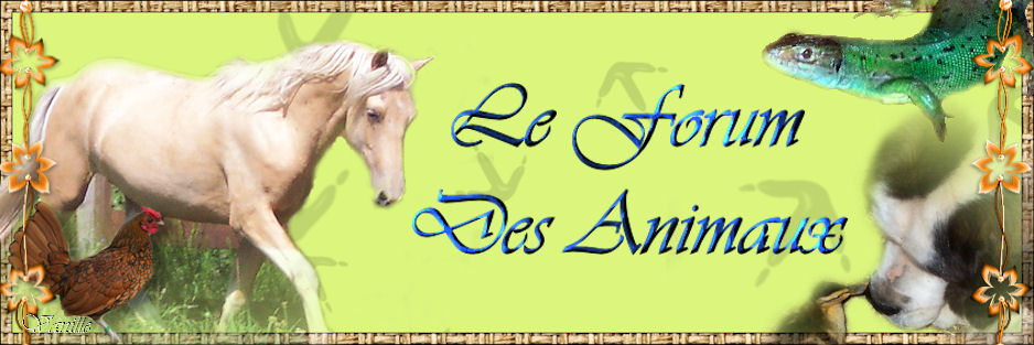 Le Forum Des Animaux Forum Index