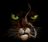  John Blacksad Private Investigator  Forum Index