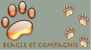 Beagle et compagnie Forum Index