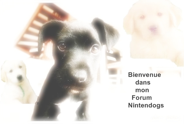 nintendogs Forum Index
