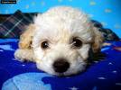 caniche caniche