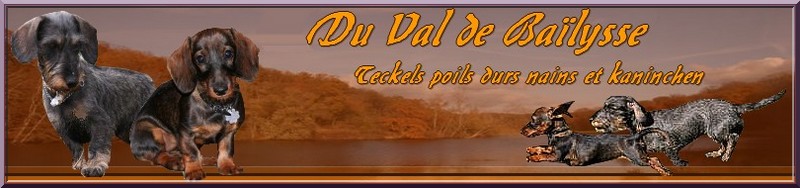 Teckels Du Val De Baïlysse Forum Index