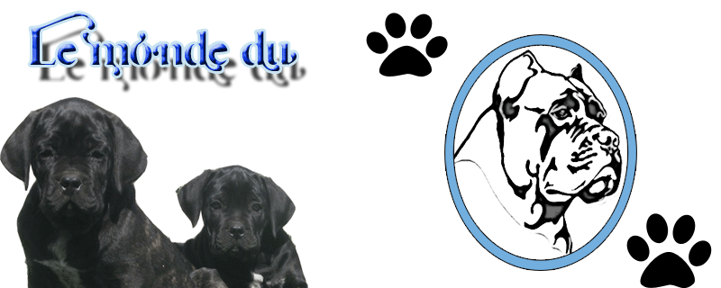 Le monde du cane corso Forum Index