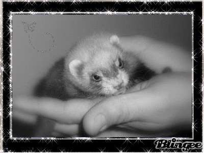 Jessfurets Forum Index