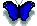 papillon bleu