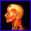 http://img1.xooimage.com/files/b/2/f/anatomie-8344aa.jpg