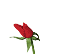 rose5-2a1b4.gif rose5-2a1b4.gif