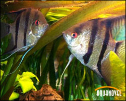 Acuario Acuario