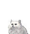 chaton