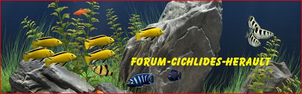 Forum-cichlides-herault Forum Index