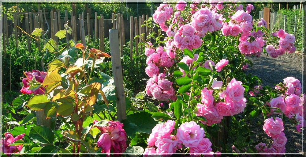 FolieJardin Forum Index
