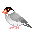 padda