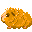 Cochon d'inde